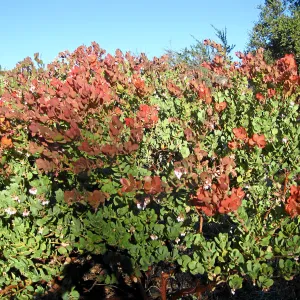 Arctostaphylos Canyon Blush on PorterTrail ridge