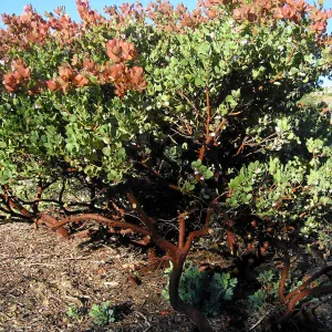 Arctostaphylos Canyon Blush on PorterTrail ridge