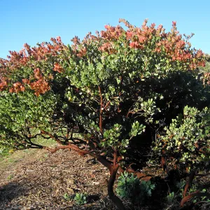 Arctostaphylos Canyon Blush on PorterTrail ridge