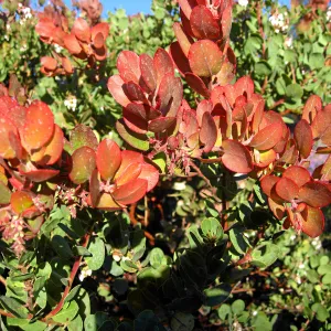 Arctostaphylos Canyon Blush on PorterTrail ridge