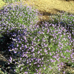 Verbena de la Mina