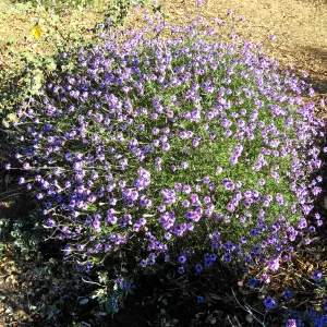 Verbena de la Mina