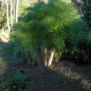 Coreopsis gigantea on Porter Trail