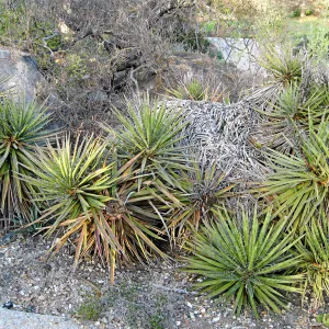 Fallen Mojave yucca (Yucca schidigera) before clean-up