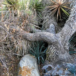 Fallen Mojave yucca (Yucca schidigera) before clean-up