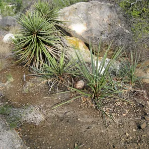 Fallen Mojave yucca (Yucca schidigera) after clean-up