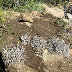 Reworked mound in Desert section before seeding with wildflowers
