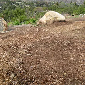 Gane House site seeded to wildflowers