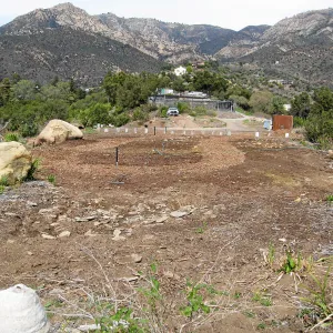 Gane House site seeded to wildflowers