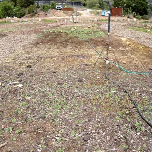 Gane site sowed to wildflowers