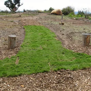 Native sod demonstration at Gane House site