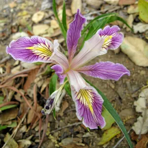Iris in the Meadow View