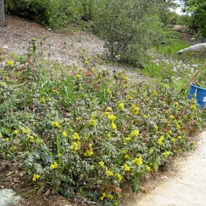 Leita Lord with Berberis in the Meadow View