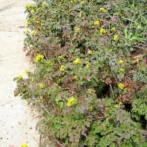 Berberis in the Meadow View