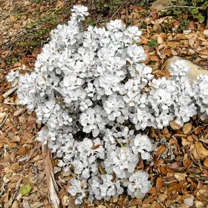 Eriogonum crocatum on the parking lot bank