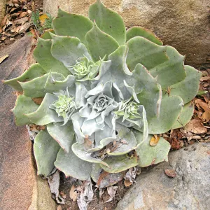 Dudleya pulverulenta on parking lot bank