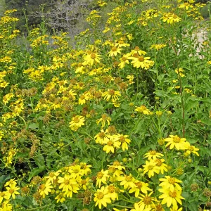 Verbesina hastata east side of Meadow