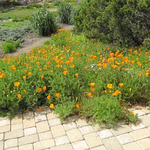 California poppy along east side of Meadow