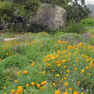 Groundcover Display, Blaksley boulder