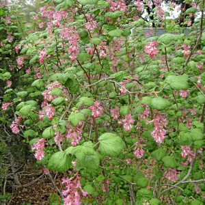 Ribes sanguinium glutinosum