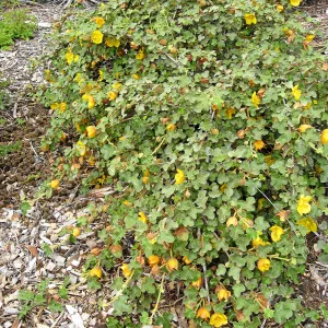 Fremontodendron Daras Gold on the Porter Trail ridge