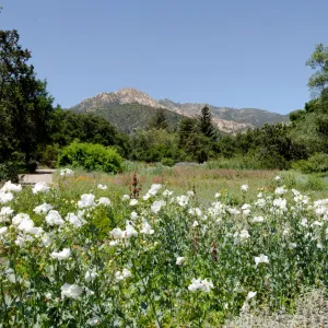 Matilija poppies in bloom, Meadow panorama