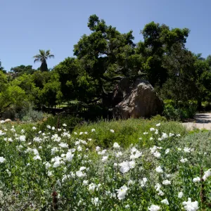 Matilija poppies in bloom, Meadow panorama