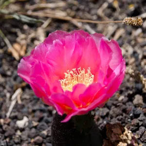 cactus flowers, Desert Section, SBBG