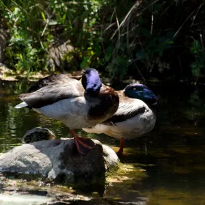 Mallard ducks and pond turtle, SBBG Meadow Pond