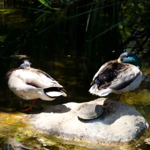 Mallard ducks and pond turtle, SBBG Meadow Pond