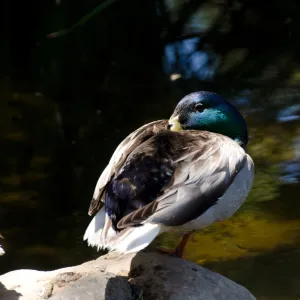 Mallard ducks and pond turtle, SBBG Meadow Pond