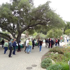 Visitors under the Entrance oak, National Public Gardens Day 2012, SBBG