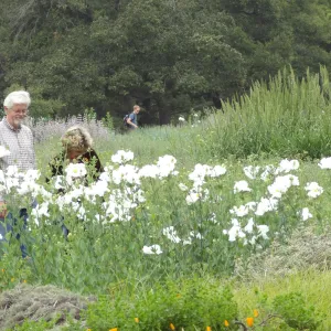 Visitors admire the Matilija poppies in the Meadow, National Public Gardens Day 2012, SBBG