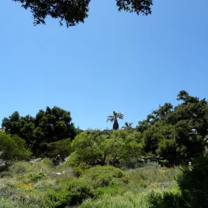 Washingtonia palm, Meadow and Desert Section view