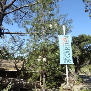 SBBG Entrance banner with Ironwood in bloom