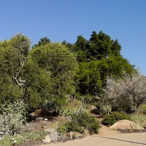 Entrance panorama, Garden Growers Lathe House to the Blaksley Boulder, Desert Section panorama