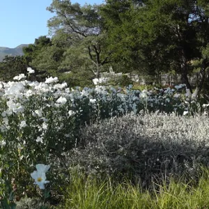 Meadow panorama, Matilija poppies in bloom