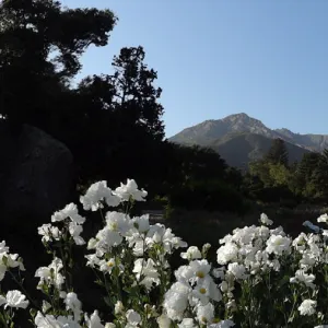 Meadow panorama, Matilija poppies in bloom