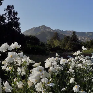 Meadow panorama, Matilija poppies in bloom