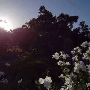 Meadow, Matilija poppies in bloom