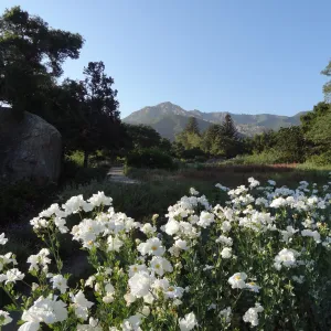 Meadow, Matilija poppies in bloom