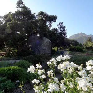 Meadow, Matilija poppies in bloom