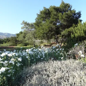 Meadow, Matilija poppies in bloom