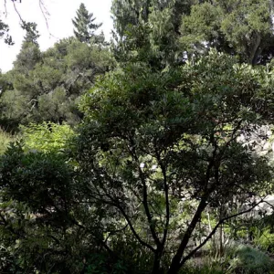 Arroyo Section panorama