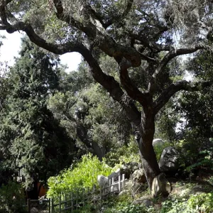 oak canopy, Arroyo Section panorama
