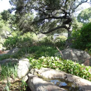 rock pool, oak canopy,Manzanita Section