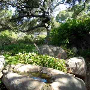rock pool, oak canopy,Manzanita Section