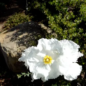 Matilija poppies in bloom, Manzanita Section