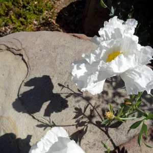 Matilija poppies in bloom with shadow on boulder