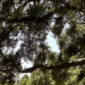 oak canopy, Meadow panorama